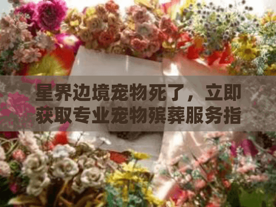 星界边境宠物死了，立即获取专业宠物殡葬服务指南
