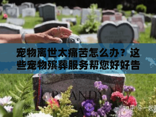 宠物离世太痛苦怎么办？这些宠物殡葬服务帮您好好告别