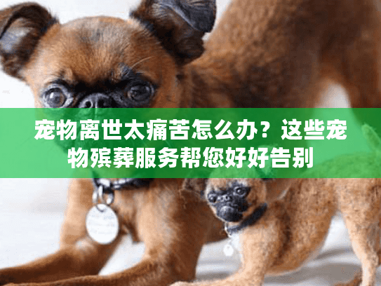 宠物离世太痛苦怎么办？这些宠物殡葬服务帮您好好告别