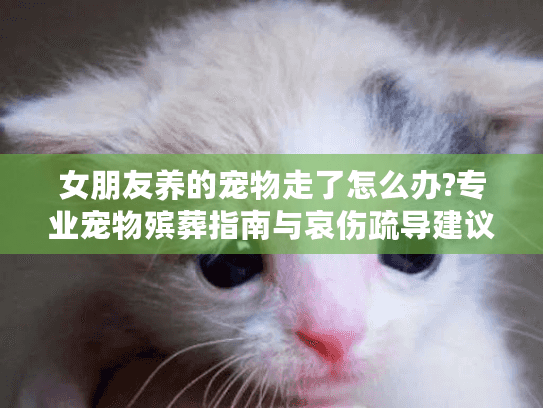 女朋友养的宠物走了怎么办?专业宠物殡葬指南与哀伤疏导建议