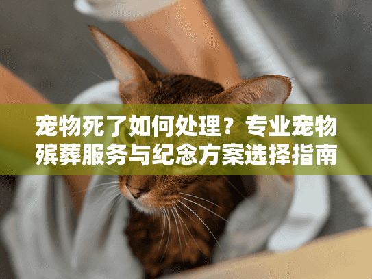 宠物死了如何处理？专业宠物殡葬服务与纪念方案选择指南