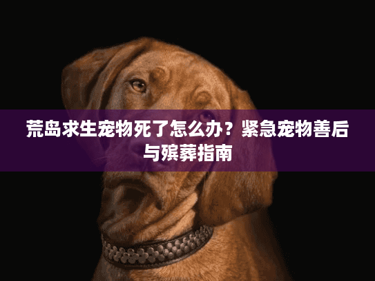 荒岛求生宠物死了怎么办？紧急宠物善后与殡葬指南