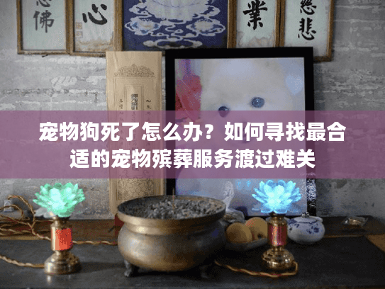 宠物狗死了怎么办？如何寻找最合适的宠物殡葬服务渡过难关
