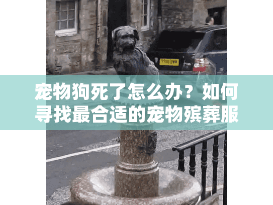 宠物狗死了怎么办？如何寻找最合适的宠物殡葬服务渡过难关