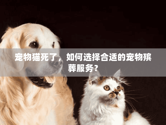 宠物猫死了，如何选择合适的宠物殡葬服务？