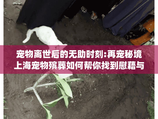 宠物离世后的无助时刻:再宠秘境上海宠物殡葬如何帮你找到慰藉与归宿