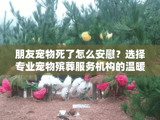 朋友宠物死了怎么安慰？选择专业宠物殡葬服务机构的温暖方案