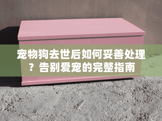 宠物狗去世后如何妥善处理？告别爱宠的完整指南