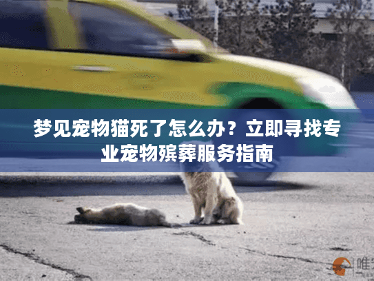 梦见宠物猫死了怎么办？立即寻找专业宠物殡葬服务指南