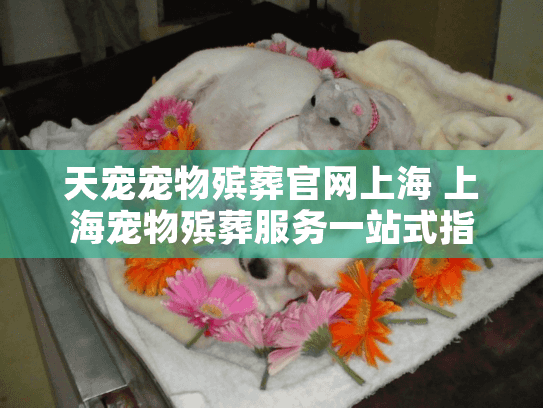 天宠宠物殡葬官网上海 上海宠物殡葬服务一站式指南