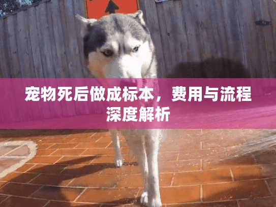 宠物死后做成标本，费用与流程深度解析
