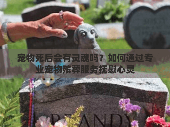 宠物死后会有灵魂吗？如何通过专业宠物殡葬服务抚慰心灵