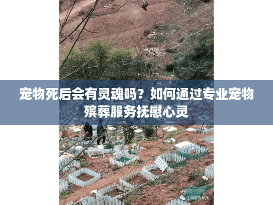 宠物死后会有灵魂吗？如何通过专业宠物殡葬服务抚慰心灵