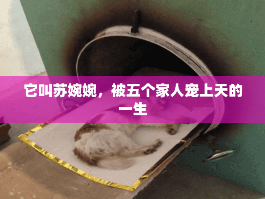 它叫苏婉婉，被五个家人宠上天的一生