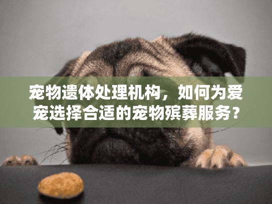 宠物遗体处理机构，如何为爱宠选择合适的宠物殡葬服务？