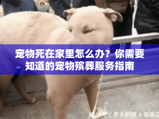 宠物死在家里怎么办？你需要知道的宠物殡葬服务指南