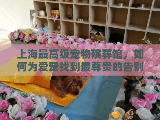 上海最高级宠物殡葬馆，如何为爱宠找到最尊贵的告别服务？