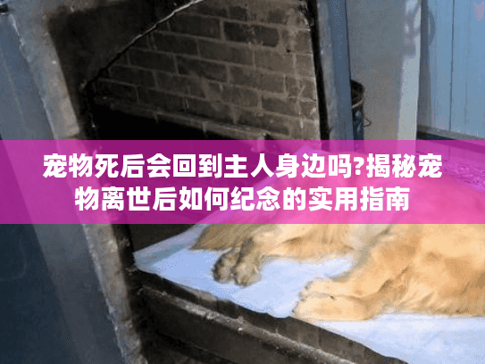 宠物死后会回到主人身边吗?揭秘宠物离世后如何纪念的实用指南