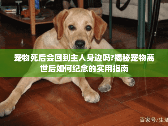 宠物死后会回到主人身边吗?揭秘宠物离世后如何纪念的实用指南