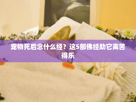 宠物死后念什么经？这5部佛经助它离苦得乐