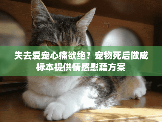 失去爱宠心痛欲绝？宠物死后做成标本提供情感慰藉方案