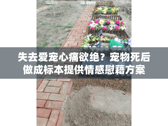 失去爱宠心痛欲绝？宠物死后做成标本提供情感慰藉方案