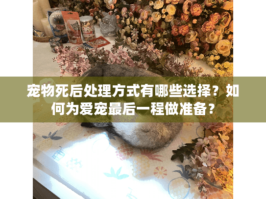 宠物死后处理方式有哪些选择？如何为爱宠最后一程做准备？