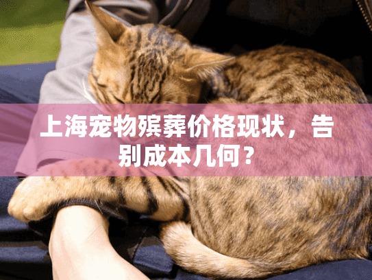 上海宠物殡葬价格现状，告别成本几何？