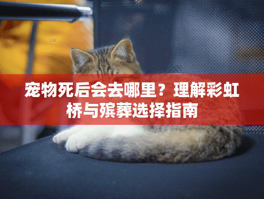 宠物死后会去哪里？理解彩虹桥与殡葬选择指南