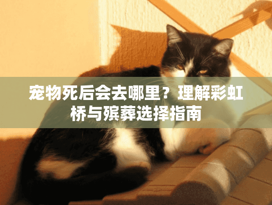 宠物死后会去哪里？理解彩虹桥与殡葬选择指南