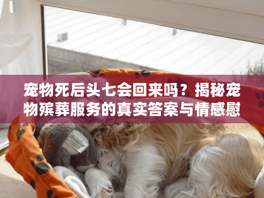 宠物死后头七会回来吗？揭秘宠物殡葬服务的真实答案与情感慰藉