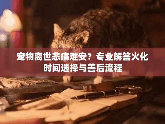 宠物离世悲痛难安？专业解答火化时间选择与善后流程