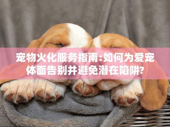 宠物火化服务指南:如何为爱宠体面告别并避免潜在陷阱?