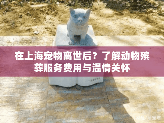在上海宠物离世后？了解动物殡葬服务费用与温情关怀