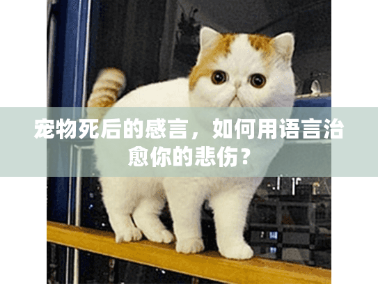 宠物死后的感言,如何用语言治愈你的悲伤? 宠物死后的感言,如何用语言治愈你的悲伤?