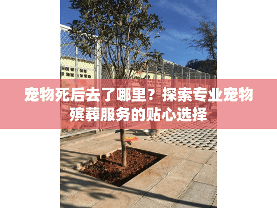 宠物死后去了哪里？探索专业宠物殡葬服务的贴心选择