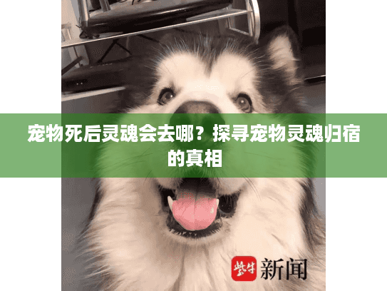 宠物死后灵魂会去哪？探寻宠物灵魂归宿的真相