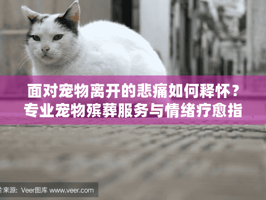 面对宠物离开的悲痛如何释怀？专业宠物殡葬服务与情绪疗愈指南