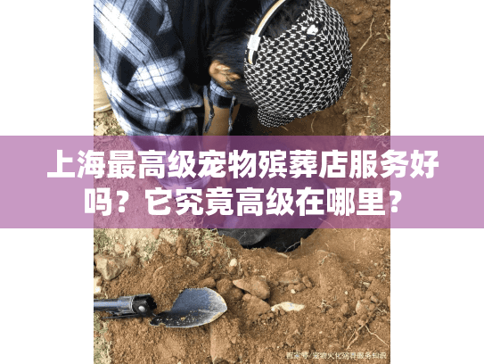 上海最高级宠物殡葬店服务好吗？它究竟高级在哪里？