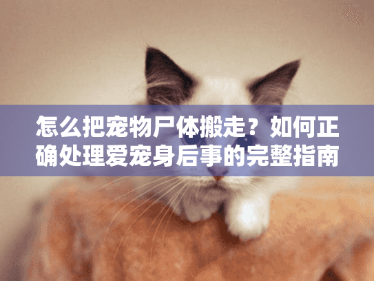 怎么把宠物尸体搬走？如何正确处理爱宠身后事的完整指南