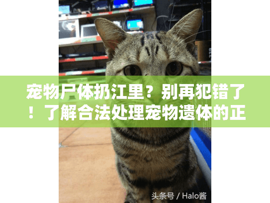 宠物尸体扔江里？别再犯错了！了解合法处理宠物遗体的正确方式