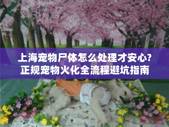 上海宠物尸体怎么处理才安心?正规宠物火化全流程避坑指南