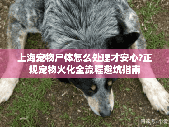 上海宠物尸体怎么处理才安心?正规宠物火化全流程避坑指南