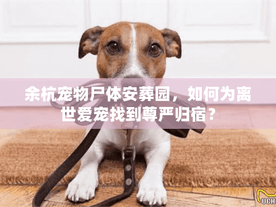 余杭宠物尸体安葬园，如何为离世爱宠找到尊严归宿？