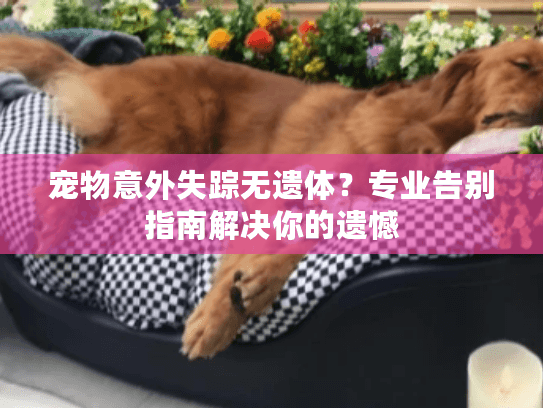 宠物意外失踪无遗体？专业告别指南解决你的遗憾