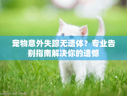 宠物意外失踪无遗体？专业告别指南解决你的遗憾