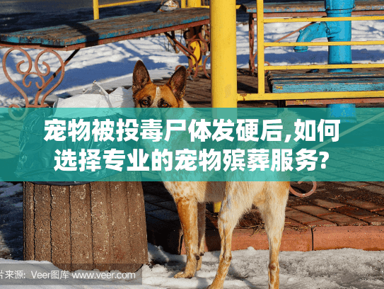 宠物被投毒尸体发硬后,如何选择专业的宠物殡葬服务?