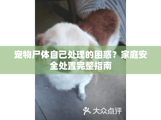 宠物尸体自己处理的困惑？家庭安全处置完整指南