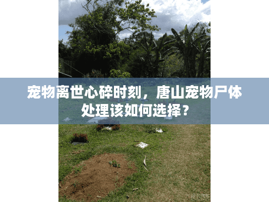 宠物离世心碎时刻，唐山宠物尸体处理该如何选择？
