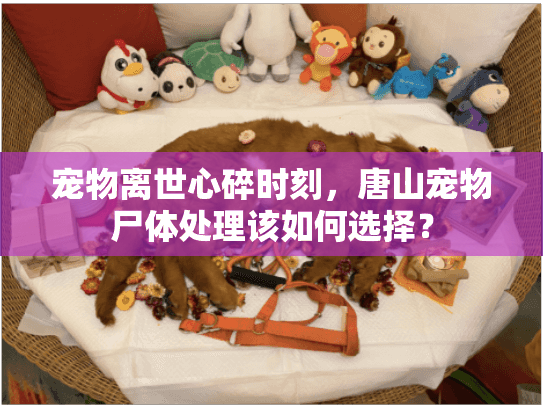 宠物离世心碎时刻，唐山宠物尸体处理该如何选择？